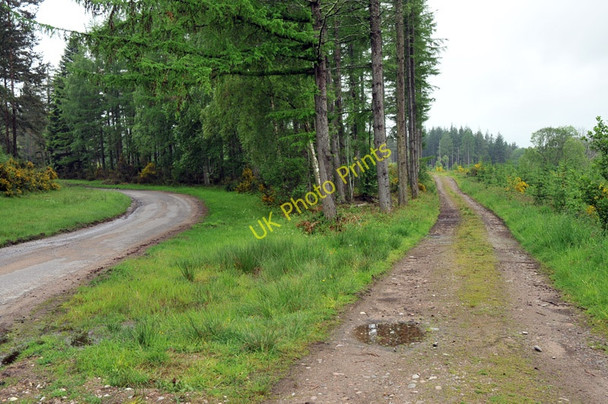 Photo 6"x4" Track into Darnaway Forest and the public road through the forest Conicavel c2010