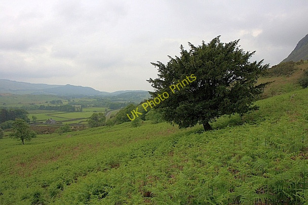 Photo 6"x4" Yew Tree, Greendale Gill Nether Wasdale c2010