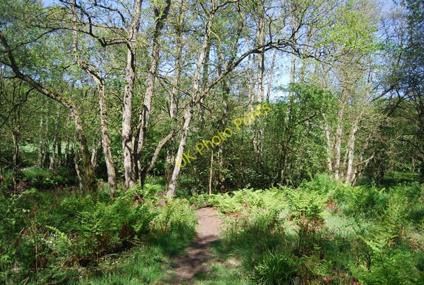 Photo 6"x4" Riverside path along the River Derwent Hackness\/SE9790 c2010