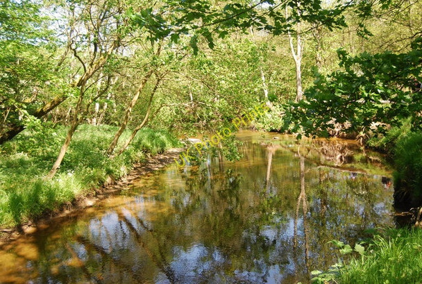 Photo 6"x4" River Derwent Hackness\/SE9790 c2010 P1