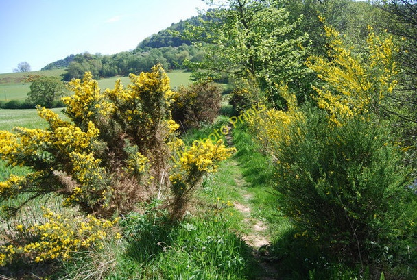 Photo 6"x4" Gorse by the Riverside path Hackness\/SE9790 c2010