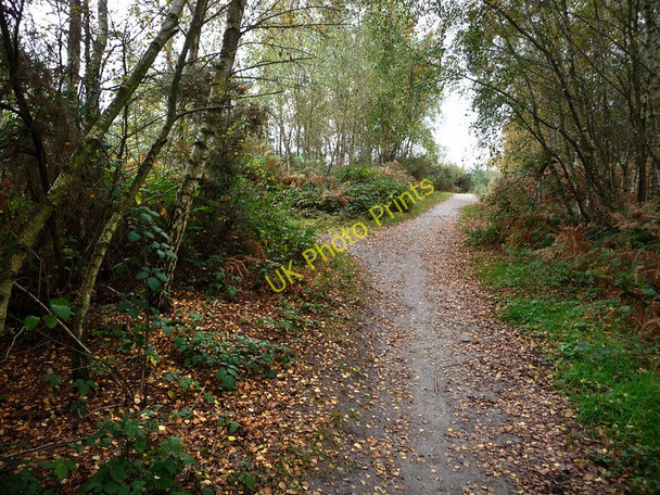 Photo 6"x4" Footpath, Iping Common Minsted c2009