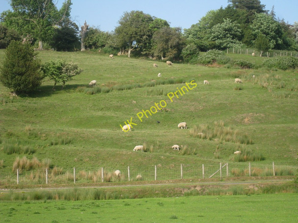 Photo 6"x4" Sheep on Hill Rye c2010