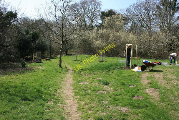 Photo 6"x4" The new orchard on Brent Island Aish\/SX6960 c2010