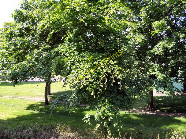 Photo 6"x4" Inverleith Park from Arboretum Road Inverleith c2010