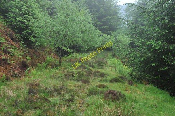 Photo 6"x4" Overgrown forest track in Glen Duror Achadh nan Darach c2010