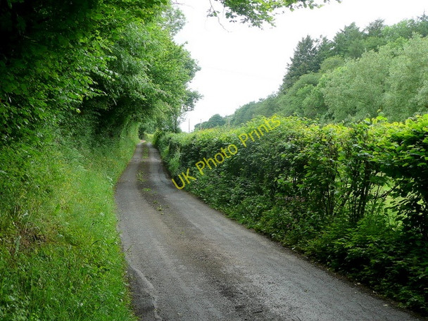 Photo 6"x4" Lane to Trothland Broad Oak\/SO4821 c2010
