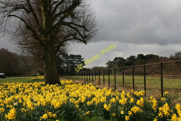 Photo 6"x4" Daffodils at Speke Hall Hunt's Cross c2010