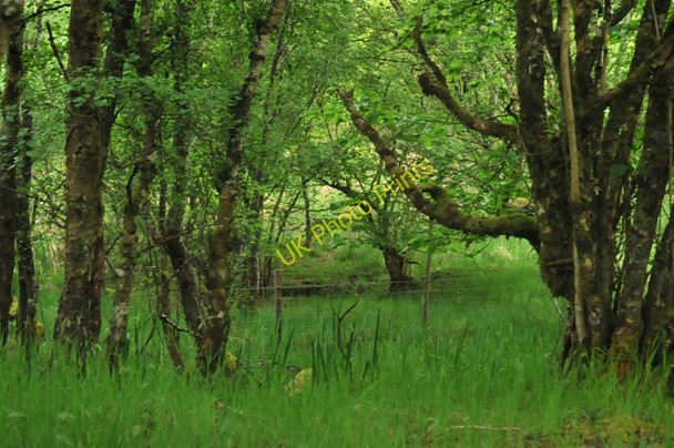 Photo 6"x4" Woodland near Duror Duror c2010