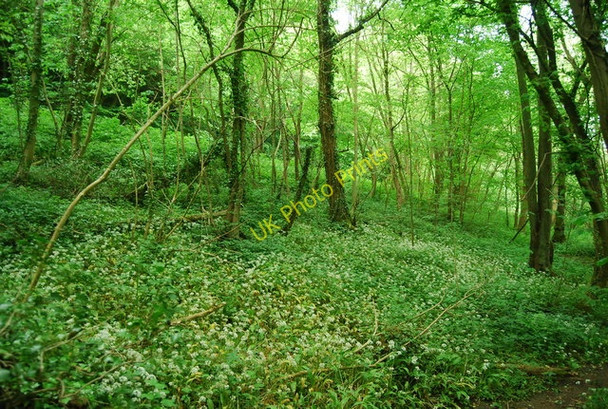 Photo 6"x4" Wild Garlic in Scarwell Wood East Ayton c2010