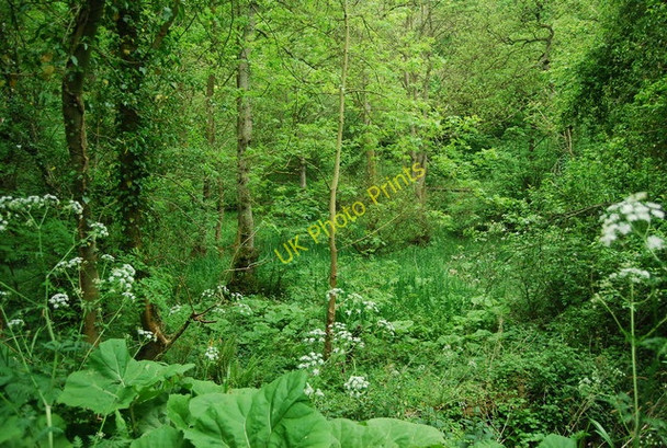 Photo 6"x4" Marshy woodland, Forge Valley East Ayton c2010