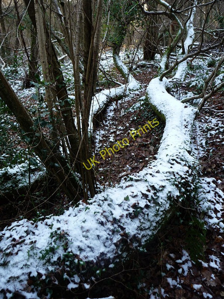 Photo 6"x4" Snow on fallen trees, Newlandsmoor Coppice Furzeley Corner c2009 P1