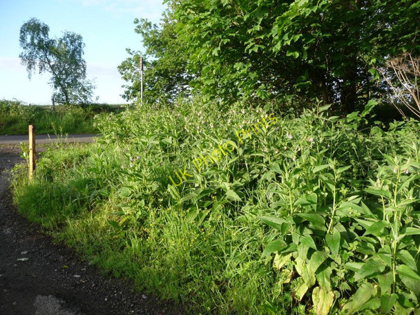 Photo 6"x4" Wild flowers in the early morning sun Flockton c2010