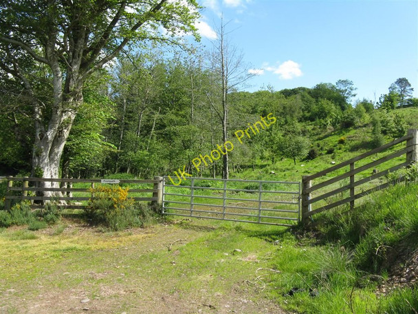 Photo 6"x4" Path to the Newfield Plantation Ruthwell Station c2010