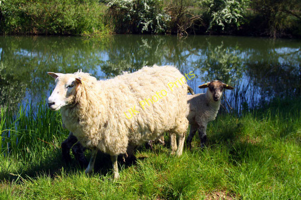 Photo 6"x4" Sheep by the Isis Wolvercote c2010