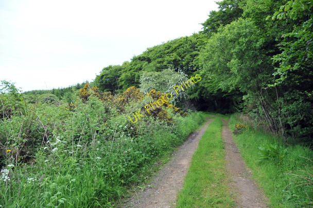 Photo 6"x4" Track into Cairntawie Wood Cuttyhill c2010
