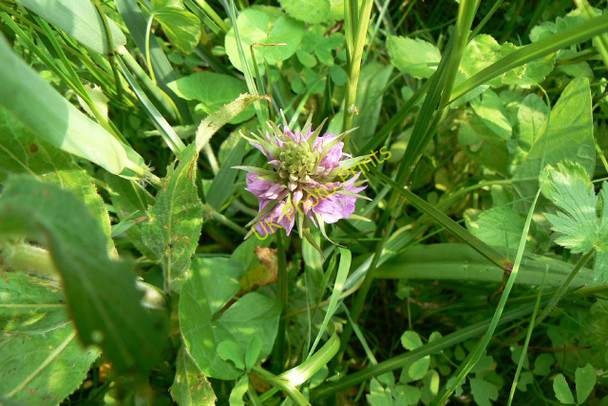 Photo 6"x4" Orchid on Far Ings Nature Reserve Barton Waterside c2010