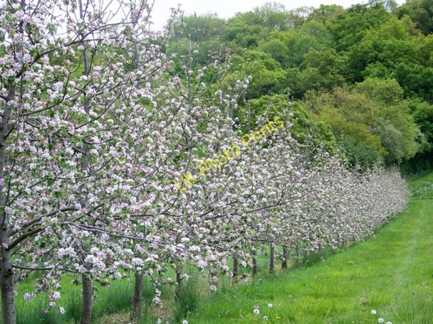 Photo 6"x4" Orchard, Leaze Moor Park\/ST4530 c2010
