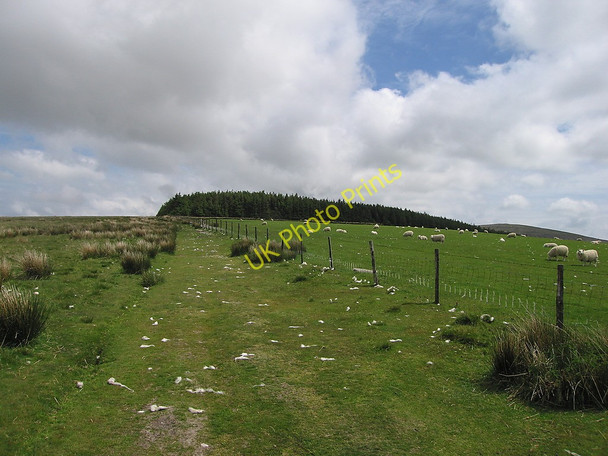 Photo 6"x4" Edge of Preseli forest Tafarn-y-bwlch c2010