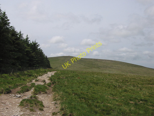 Photo 6"x4" Looking along the edge of Preseli forest Tafarn-y-bwlch c2010