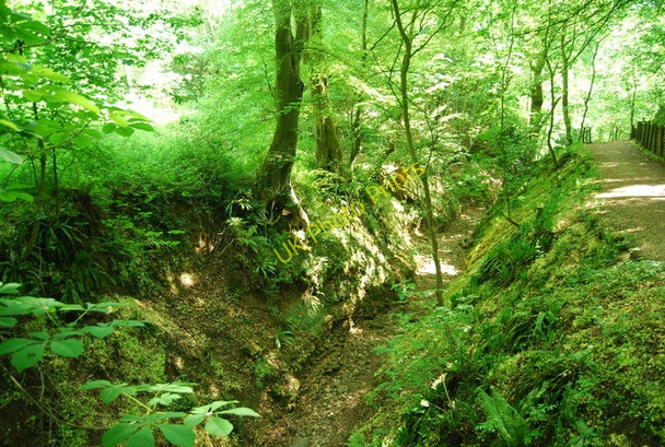 Photo 6"x4" Stream bed, Dyke Wood Croft c2010