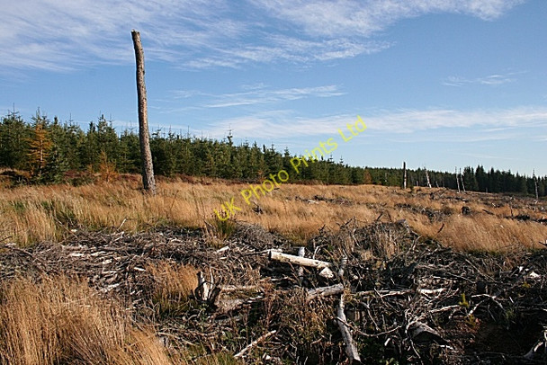 Photo 6"x4" Forest near Archiestown Archiestown c2007