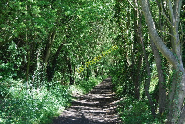 Photo 6"x4" Old railway line in the trees heading north Fylingthorpe c2010