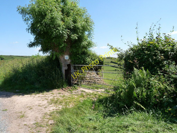 Photo 6"x4" A hollow tree on North Buckland Hill Nethercott\/SS4839 c2010
