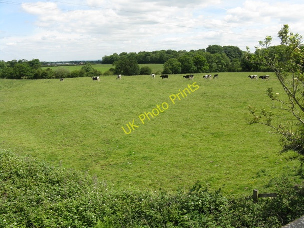Photo 6"x4" Cows grazing off Bradwall Road Bradwall Green c2010