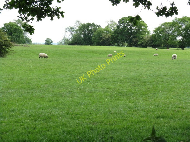 Photo 6"x4" Sheep grazing off Mill Lane Sandlow Green c2010