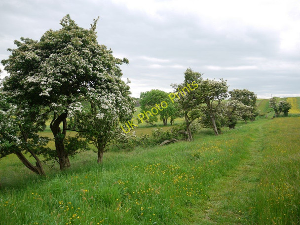 Photo 6"x4" Old hedgerow at Shada Plantation Bamburgh c2010