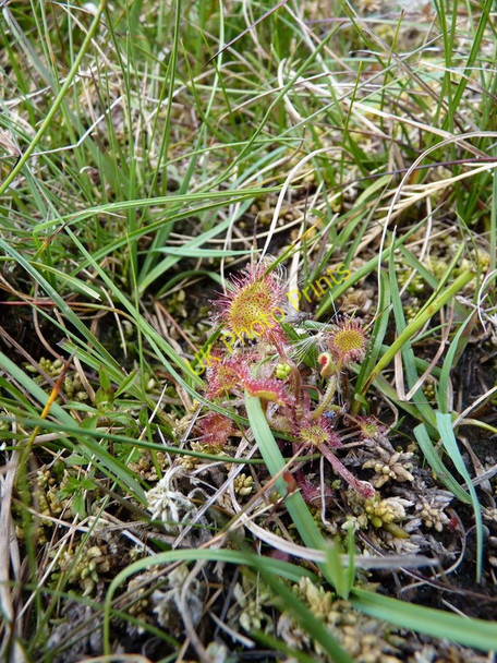 Photo 6"x4" Round-leaved sundew (Drosera rotundifolia) Llanymawddwy c2010