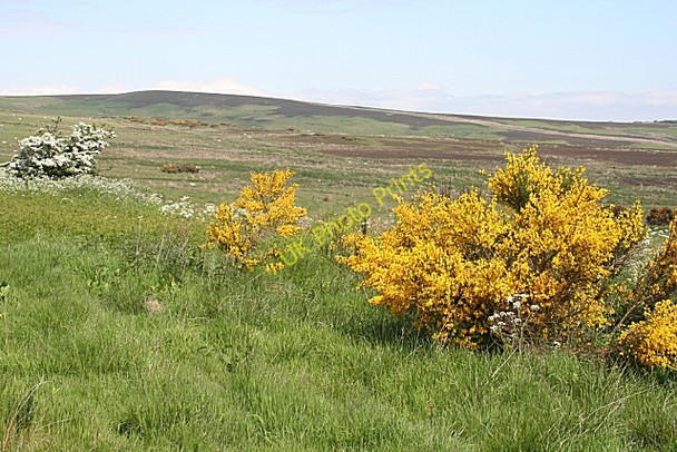 Photo 6"x4" The View from Broomhill Craiggie Cat c2010