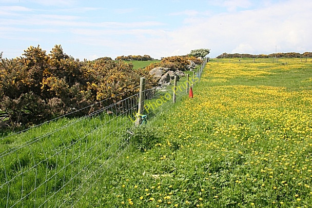 Photo 6"x4" Buttercup Field Craiggie Cat c2010
