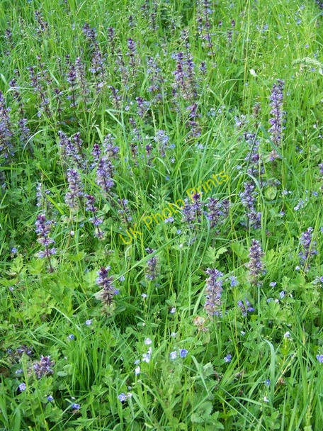 Photo 6"x4" Bugle  (Ajuga reptans), Buttermere Buttermere\/SU3461 c2010
