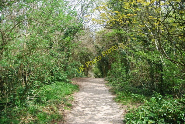 Photo 6"x4" Footpath to Westdean Westdean c2010