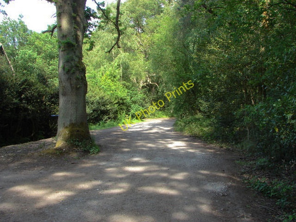 Photo 6"x4" Horsell Common Sheerwater\/TQ0260 c2010