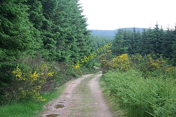 Photo 6"x4" Road in Fetteresso Forest Burn of Sheeoch c2010