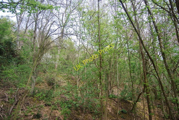Photo 6"x4" Wooded hillside, Friston Forest Litlington\/TQ5201 c2010