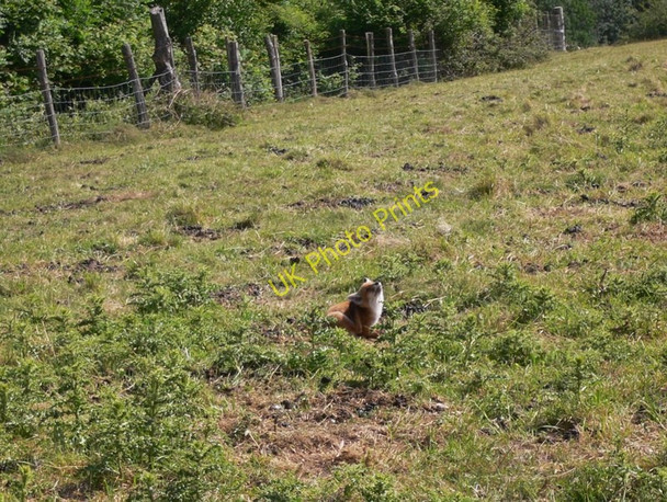 Photo 6"x4" Fox on Windmill Down Horndean\/SU7013 c2010
