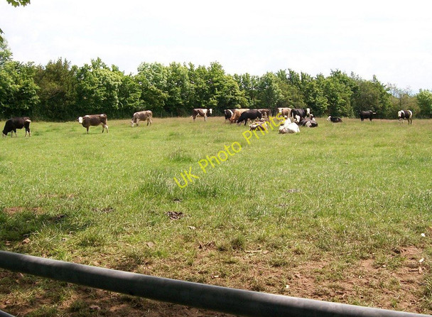 Photo 6"x4" Cattle near Rhyllech Efailnewydd c2010