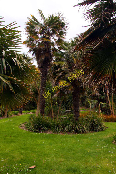 Photo 6"x4" Palms at Ventnor Botanic Gardens Ventnor c2010