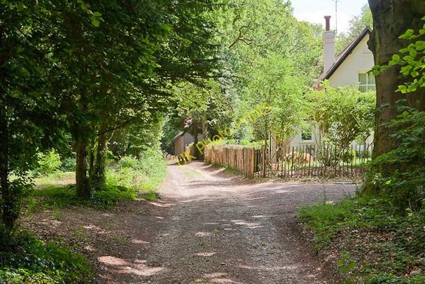 Photo 6"x4" Track and footpath passing North Lodge Dean\/SU5619 c2010