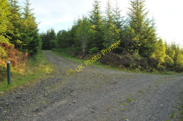 Photo 6"x4" Junction of forest roads in Barcaldine Forest Barcaldine c2010