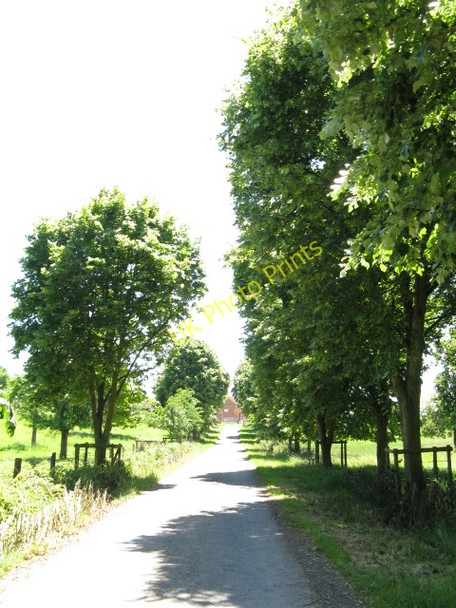 Photo 6"x4" Avenue of trees, Valley Farm Crossway Green\/SO8468 c2010