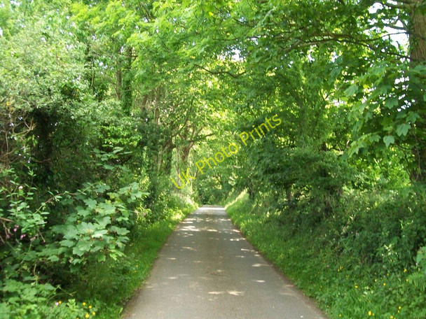 Photo 6"x4" Leafy lane east of Efailnewydd Pwllheli c2010