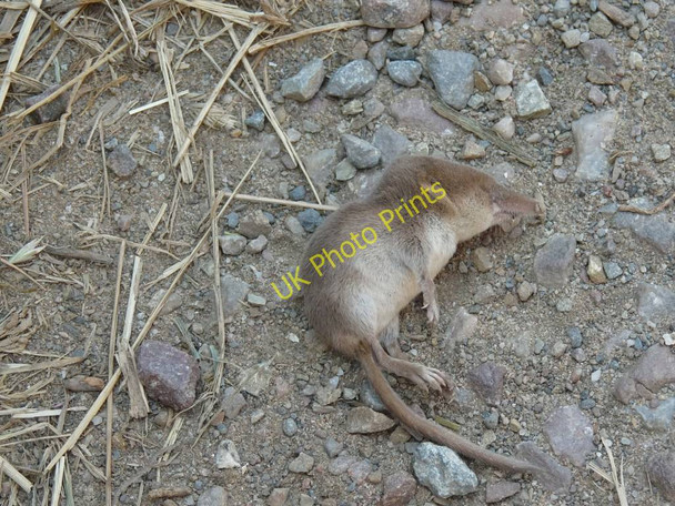 Photo 6"x4" One Shrew (deceased) on Vention Road Putsborough c2010