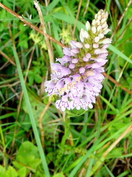 Photo 6"x4" Common Spotted Orchid, Dactylorhiza fuchsii Trow Green c2010