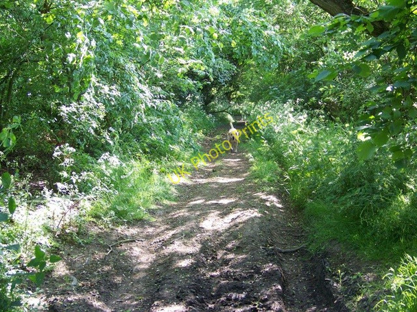 Photo 6"x4" Byway near Ram Alley Cuckoo's Knob c2010