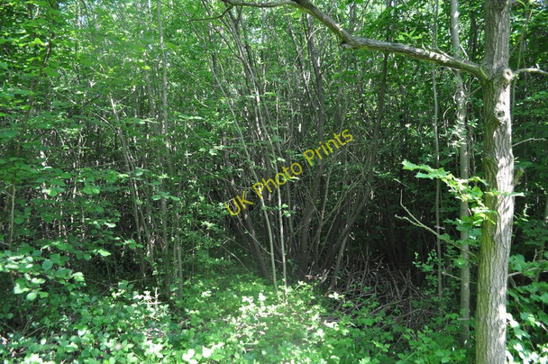 Photo 6"x4" Coppiced Woodland Themelthorpe c2010